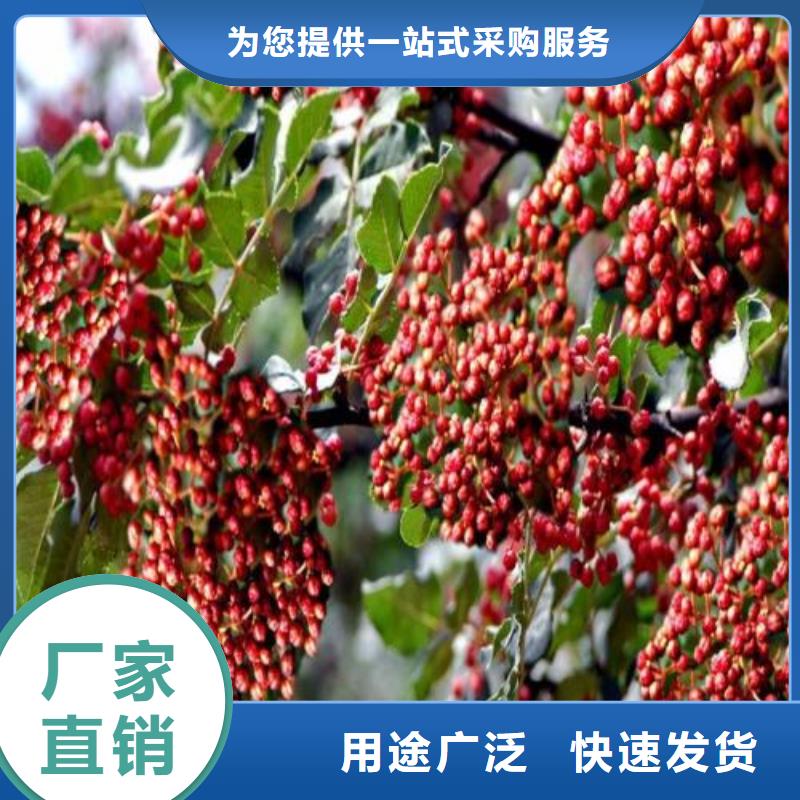 花椒苗找興海苗木種植合作社