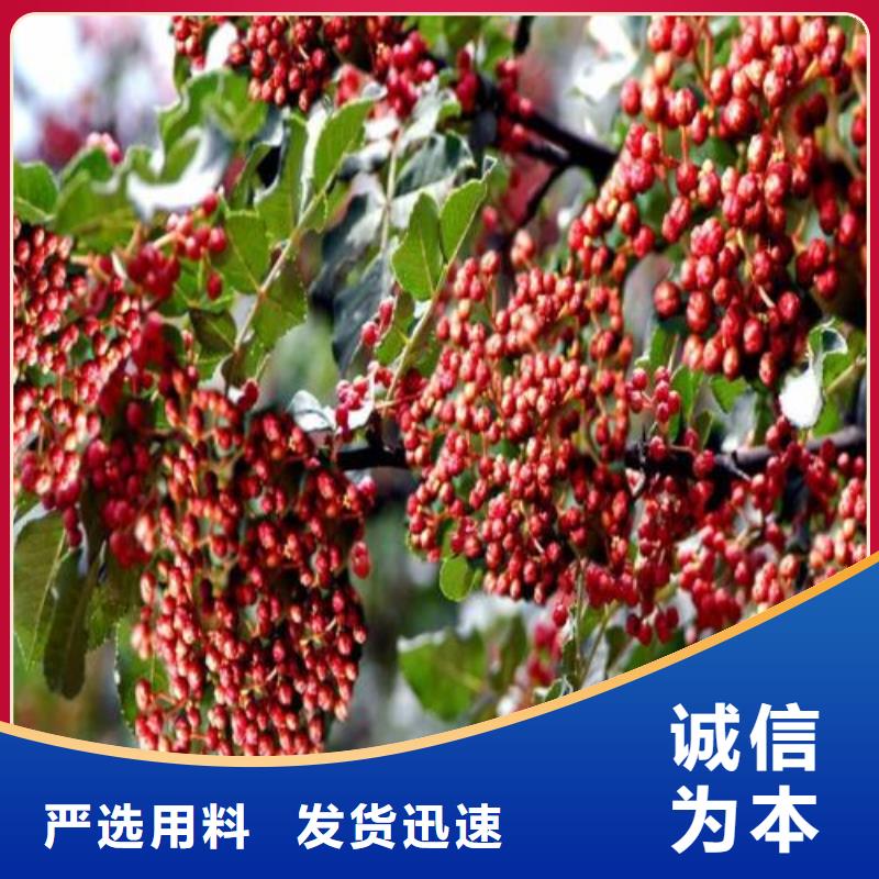 花椒苗廠家技術領先