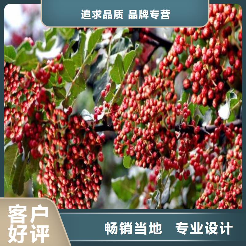 花椒苗找興海苗木種植合作社