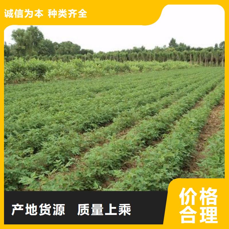 花椒苗、花椒苗廠家直銷-找興海苗木種植合作社