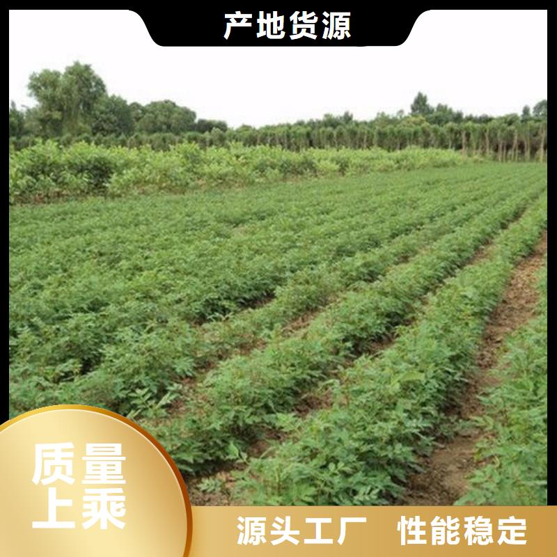 花椒苗廠家值得信賴