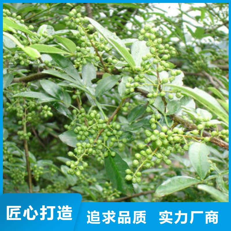 花椒苗廠家技術領先