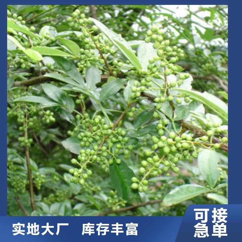 花椒苗直供廠家電話