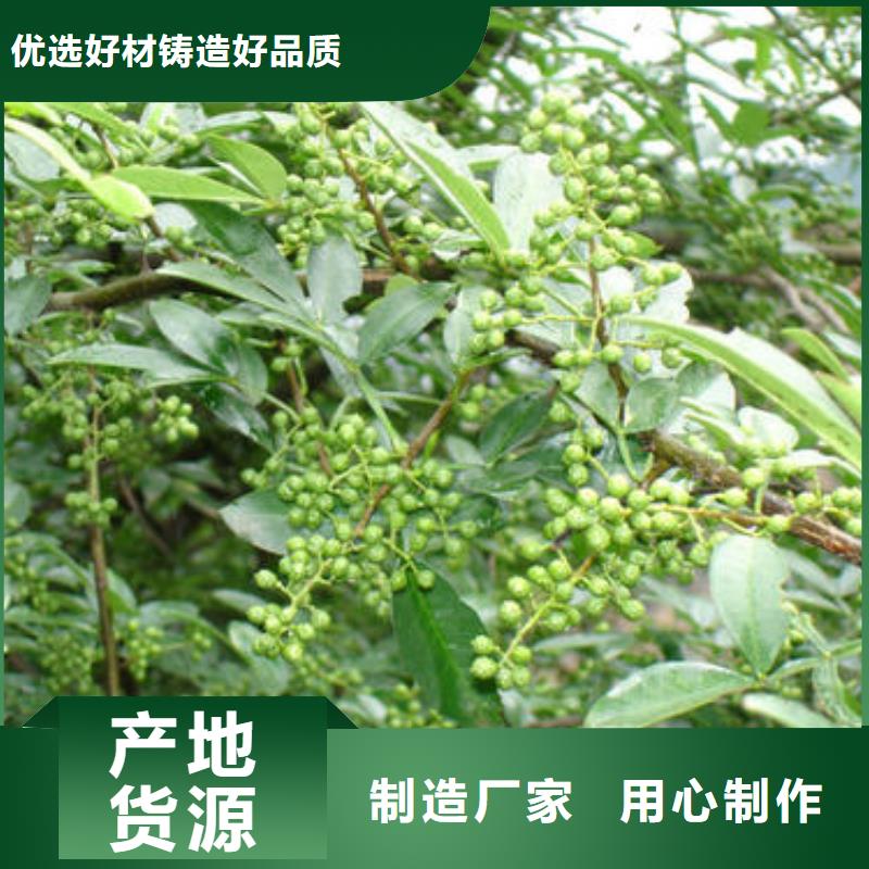 花椒苗訂購