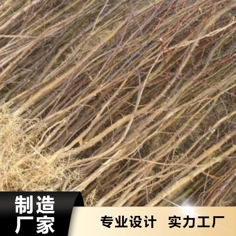 花椒苗找興海苗木種植合作社