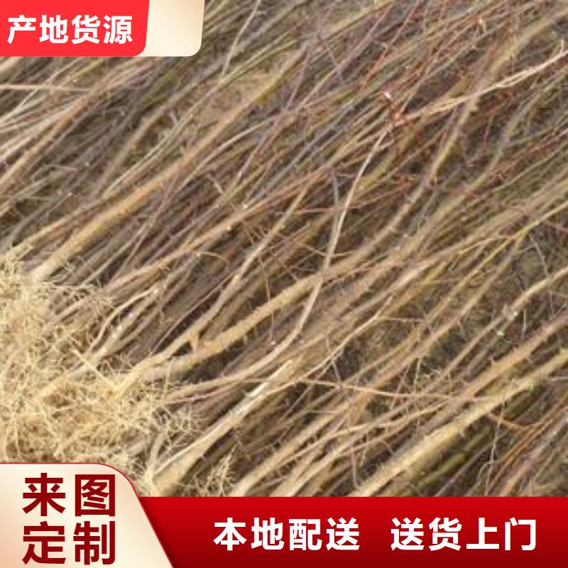 花椒苗廠家值得信賴