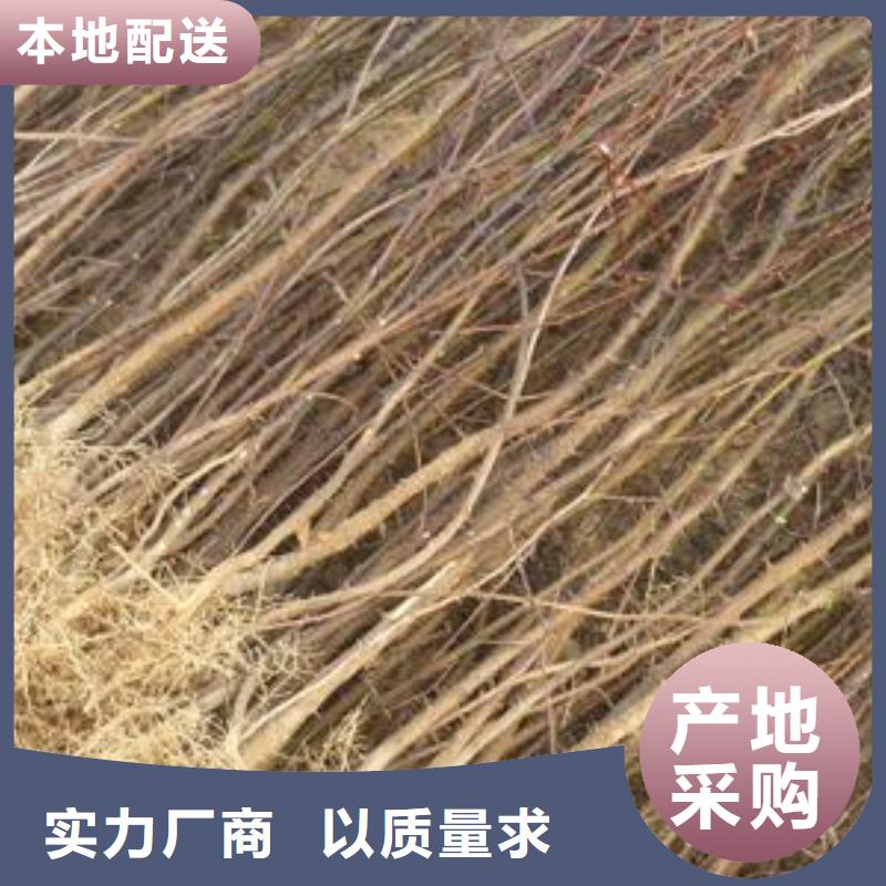 花椒苗現貨現發