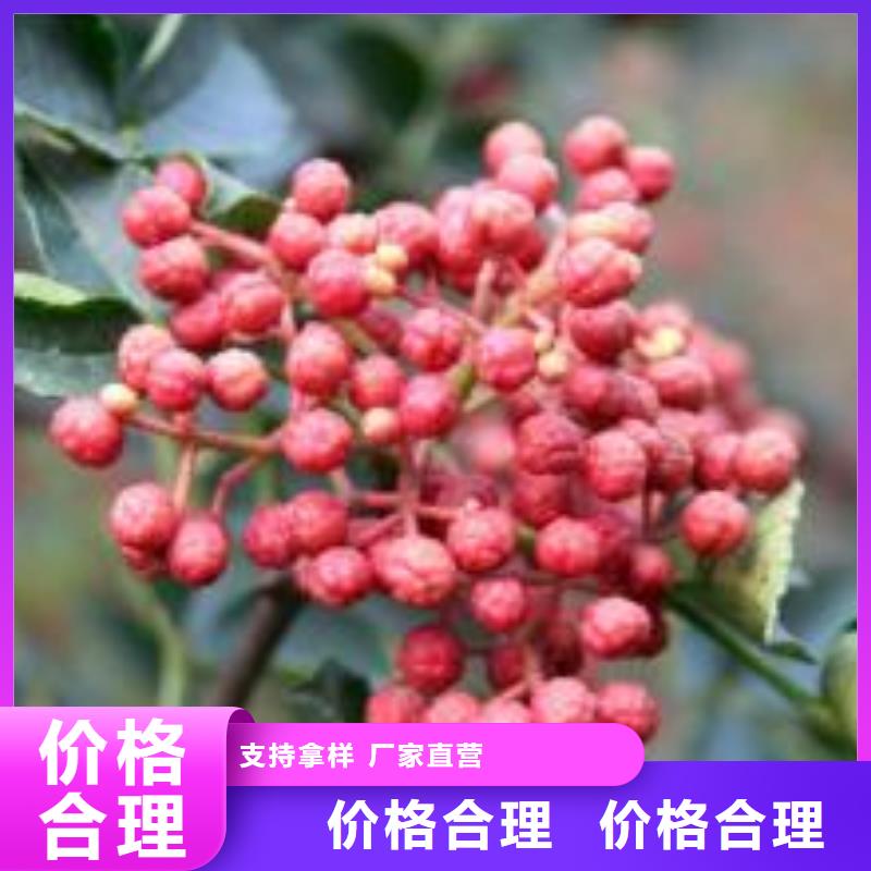 花椒苗廠家熱線