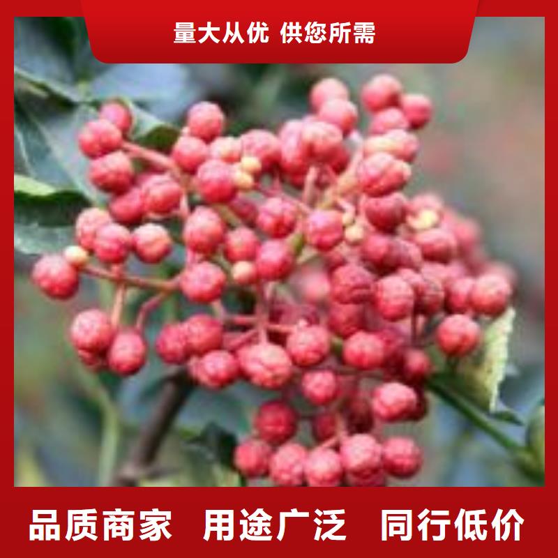 花椒苗-花椒苗出貨快