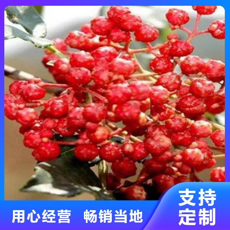 供應花椒苗的公司