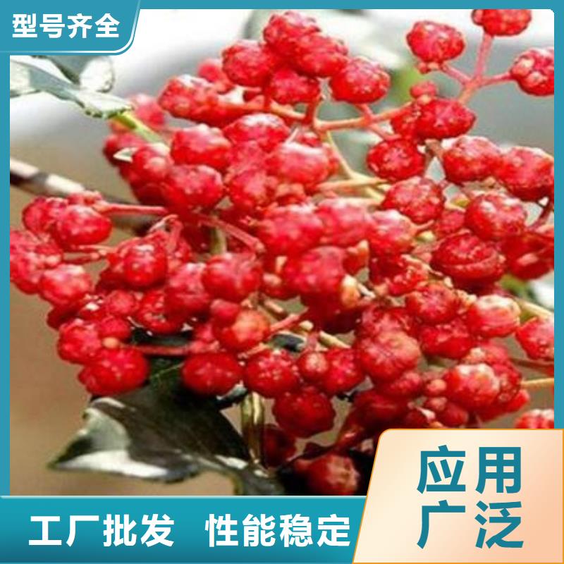花椒苗讓利促銷(xiāo)