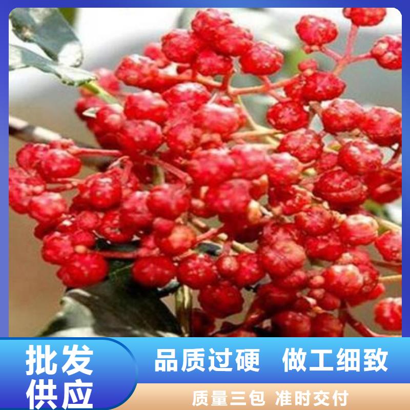 花椒苗可定制廠家
