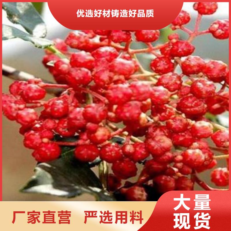 花椒苗現貨現發