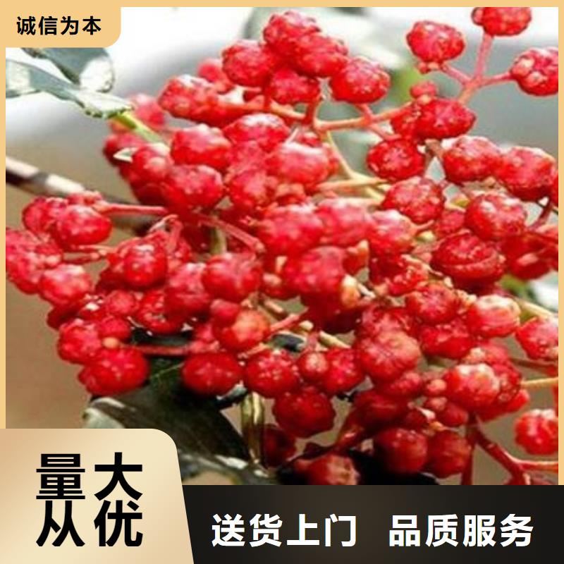 花椒苗遠(yuǎn)銷海外