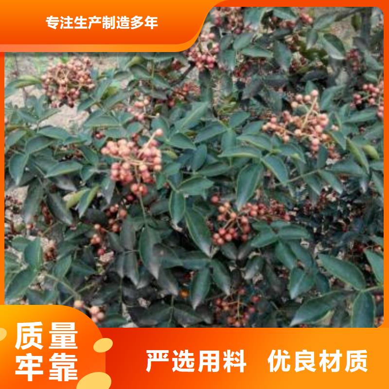 花椒苗、花椒苗廠家-質(zhì)量保證