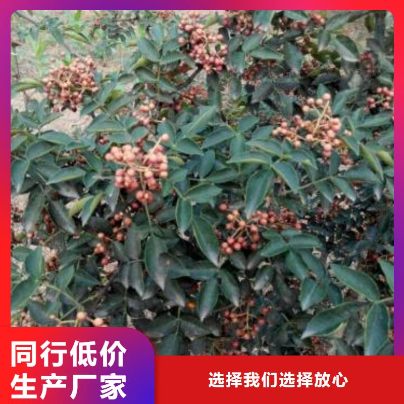 花椒苗找興海苗木種植合作社