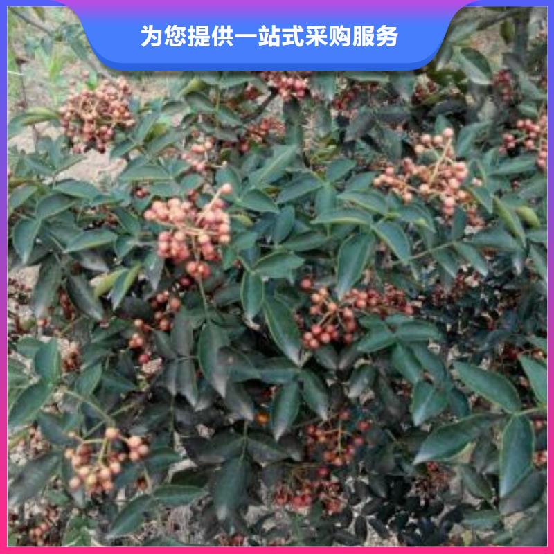 花椒苗可定制廠家
