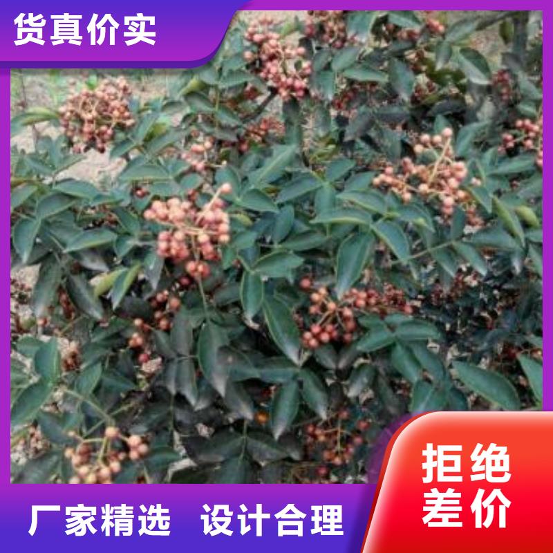 生產花椒苗的經銷商