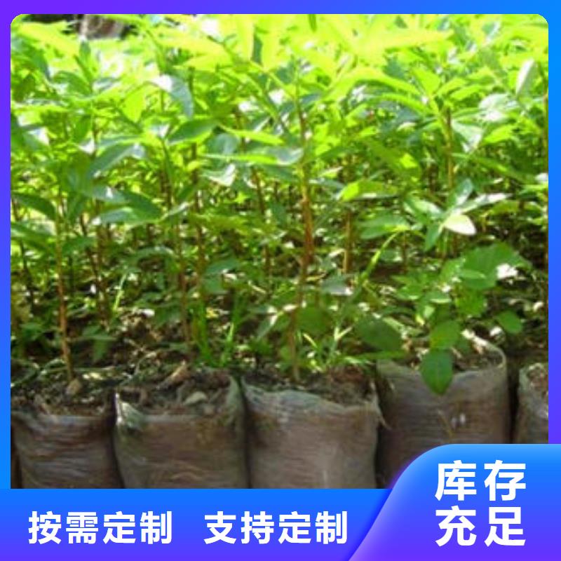 高質量花椒苗供應商