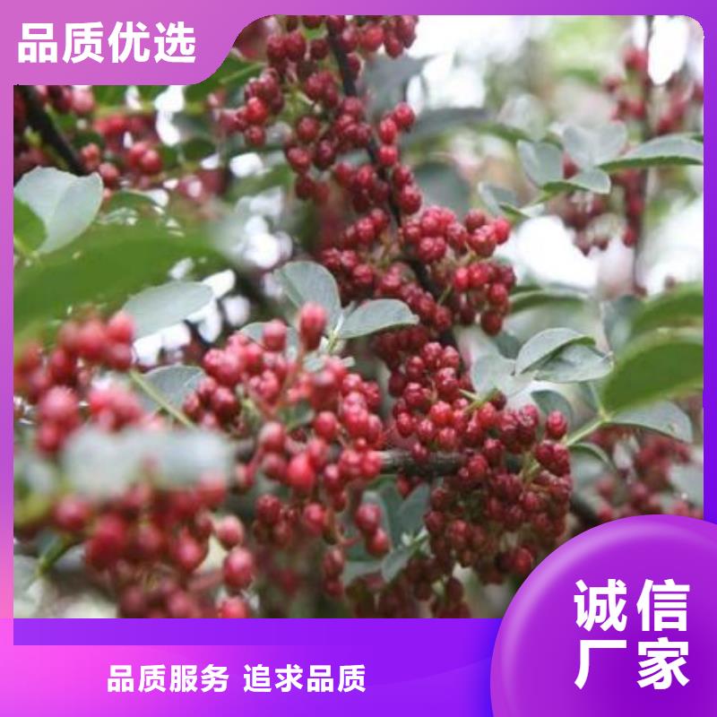 花椒苗合作共贏