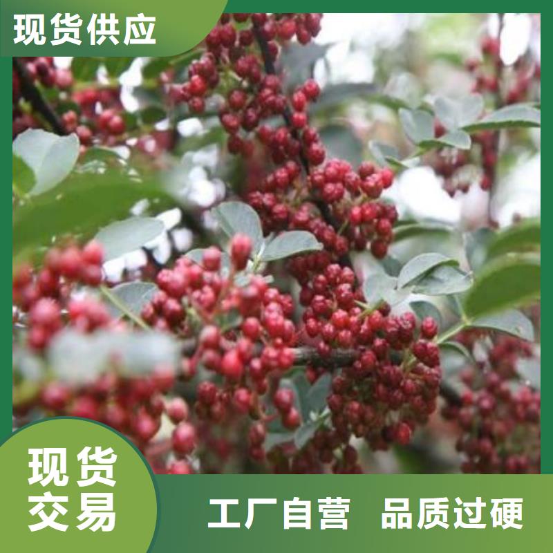 花椒苗供貨穩(wěn)定
