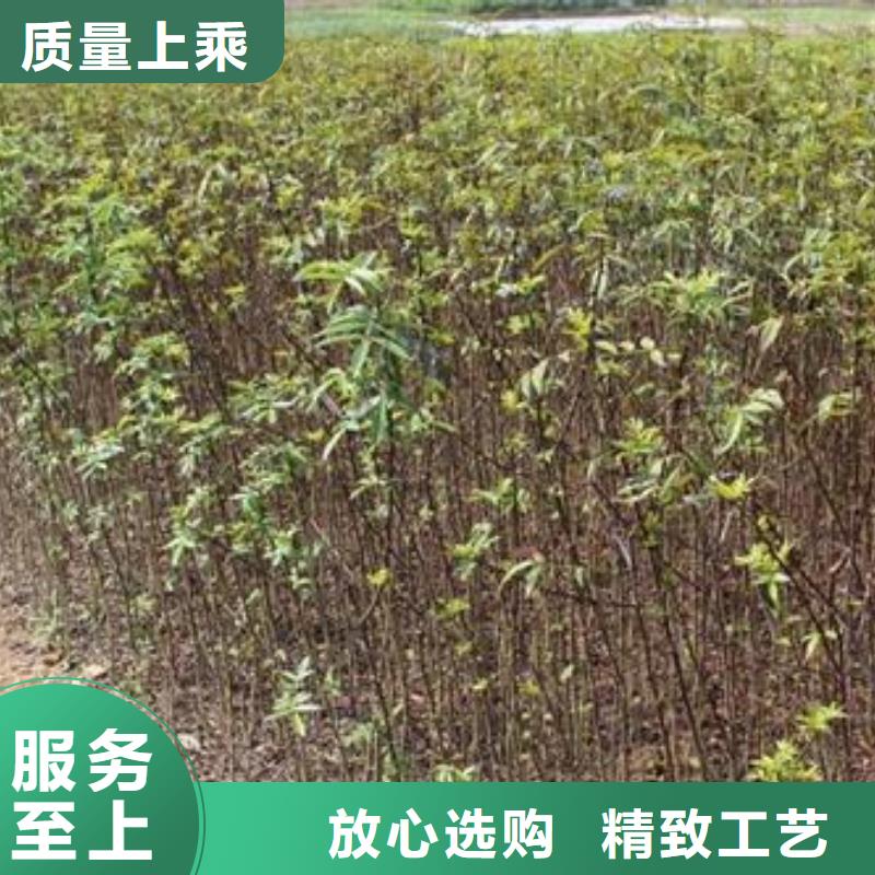 花椒苗訂購