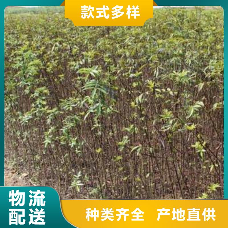 花椒苗快速下單