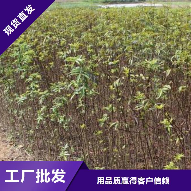 花椒苗生產