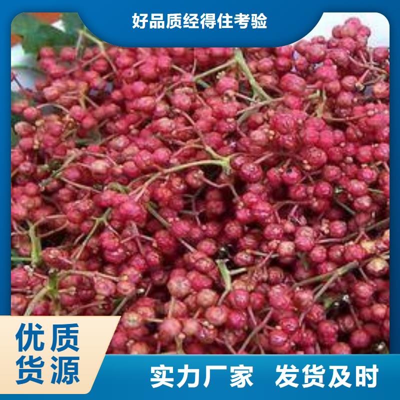 花椒苗銷量高