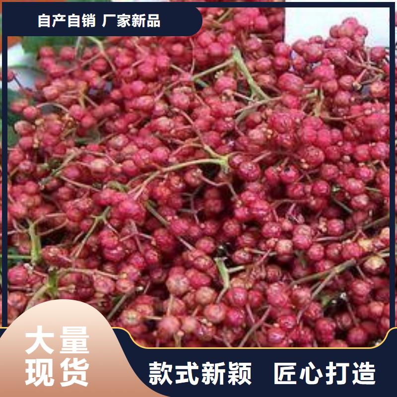 花椒苗歡迎咨詢訂購