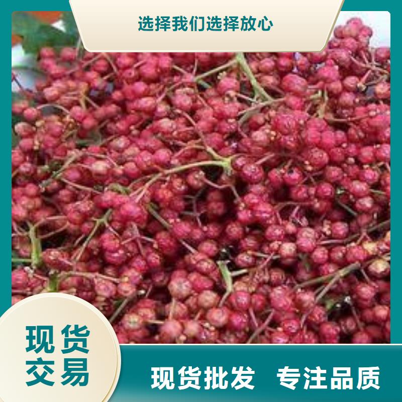 青花椒苗量大從優