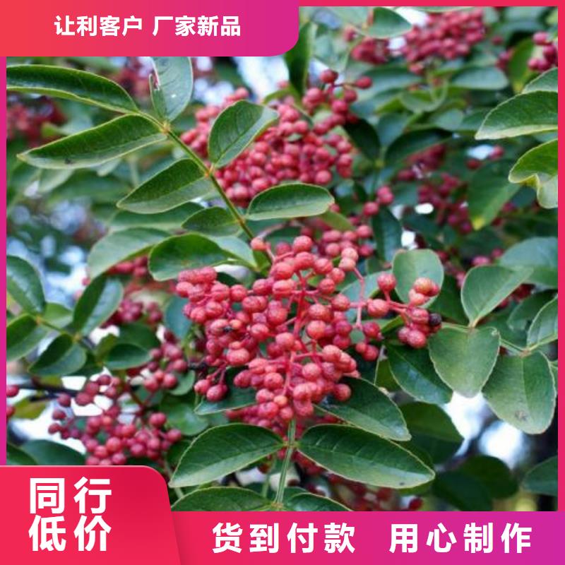 花椒苗訂購