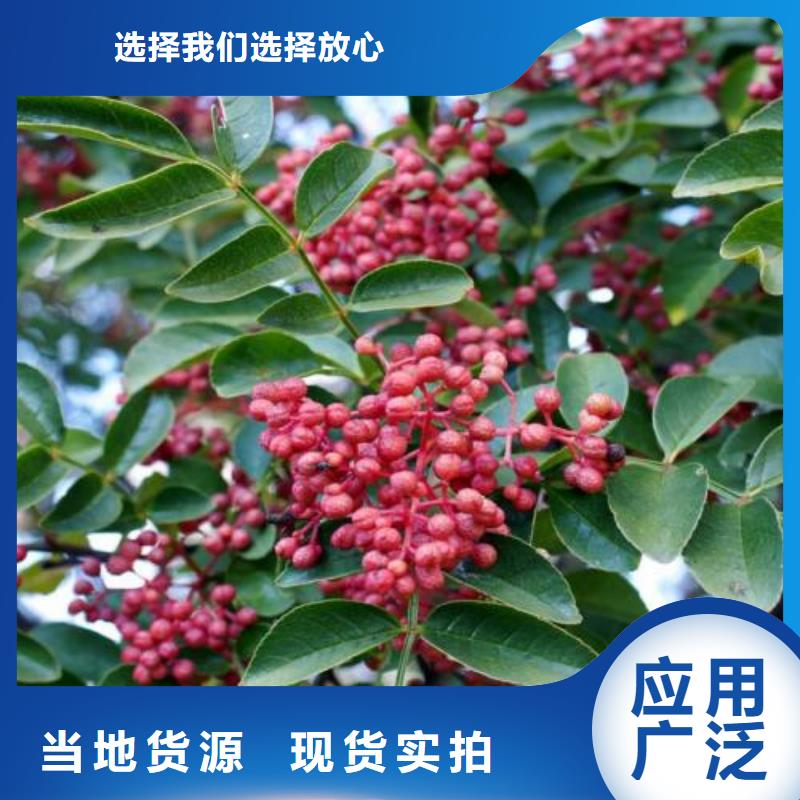 生產花椒苗的經銷商