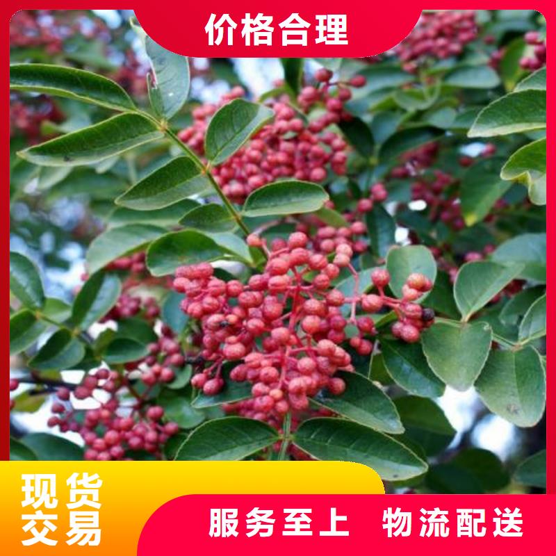 花椒苗實體廠家直銷