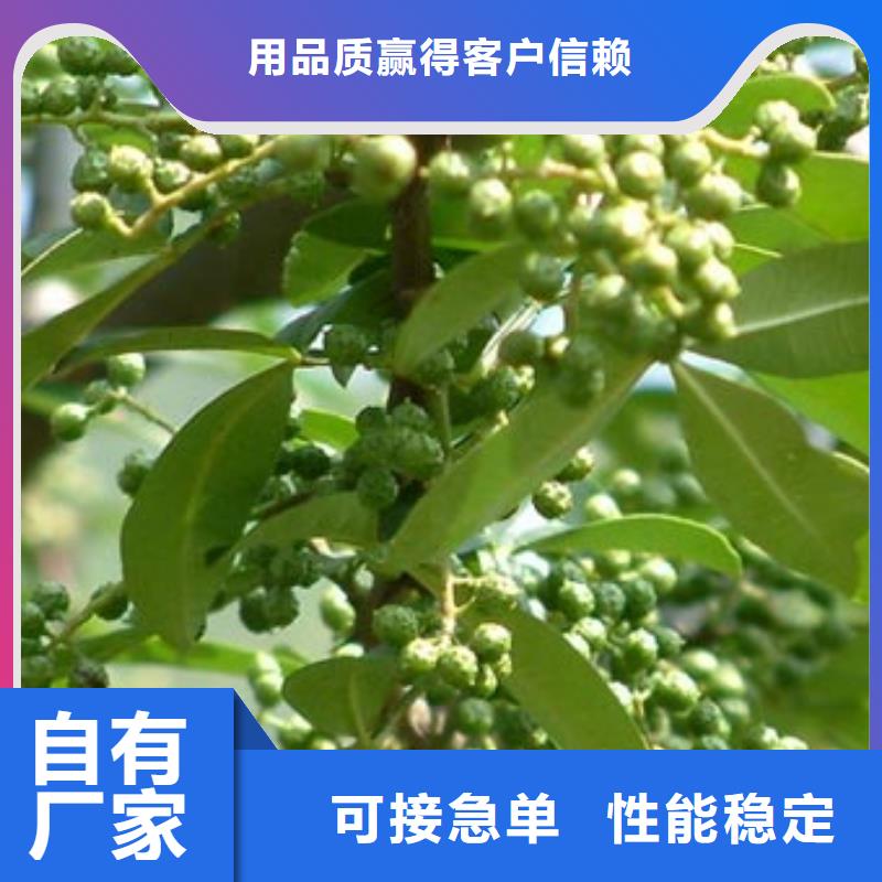 花椒苗找興海苗木種植合作社