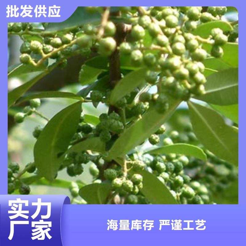 生產花椒苗的經銷商