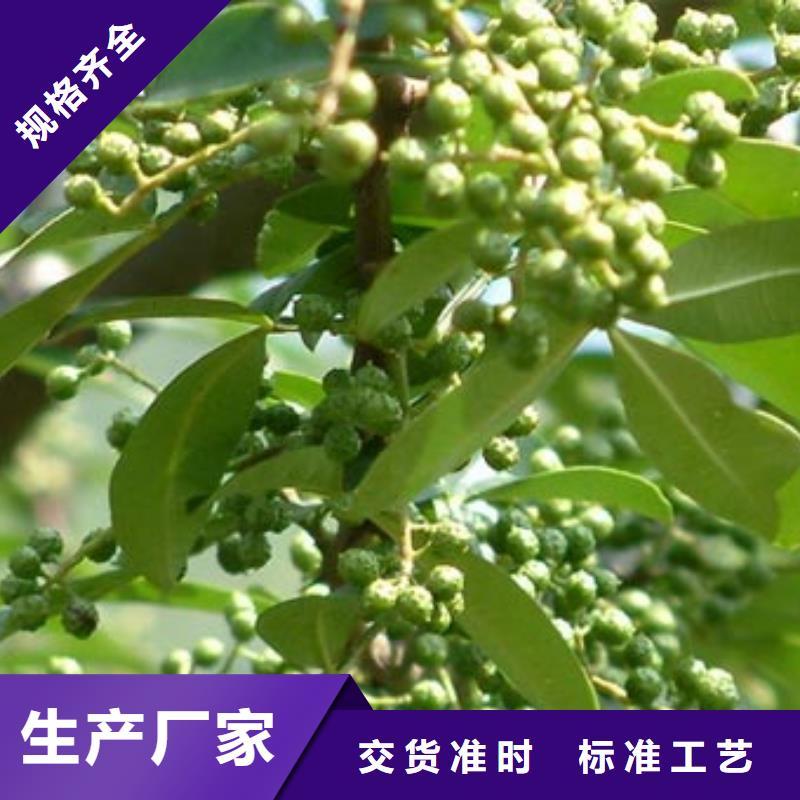 花椒苗生產廠家