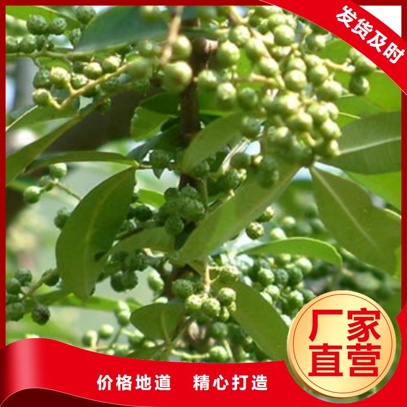定制花椒苗的經銷商