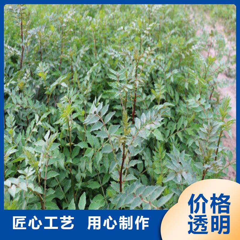 花椒苗批發品類齊全