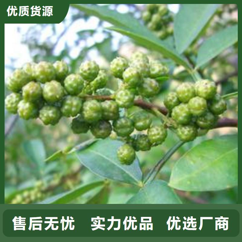 花椒苗銷量高