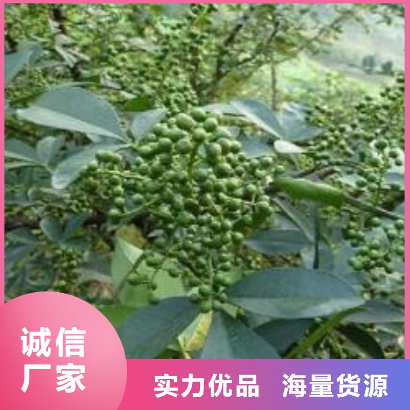 青花椒苗量大從優