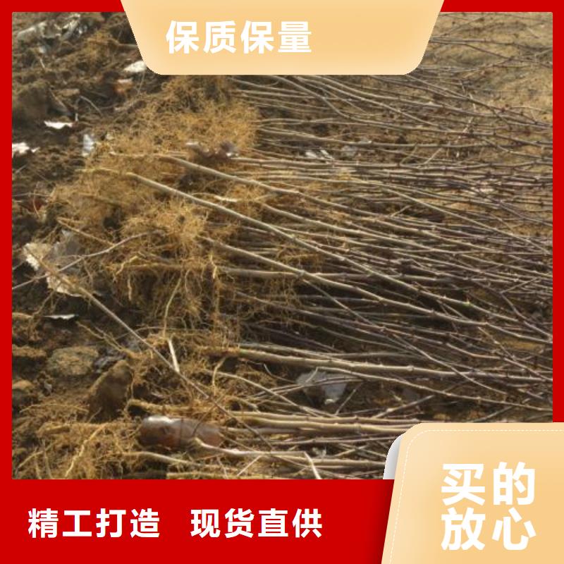 花椒苗直供廠家電話