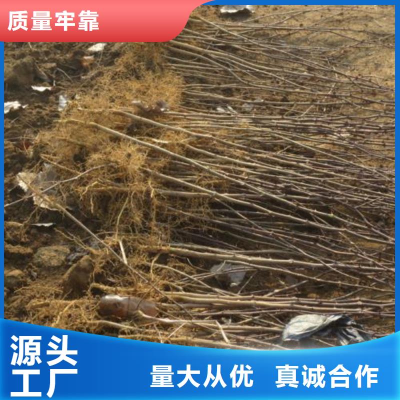 花椒苗廠家值得信賴