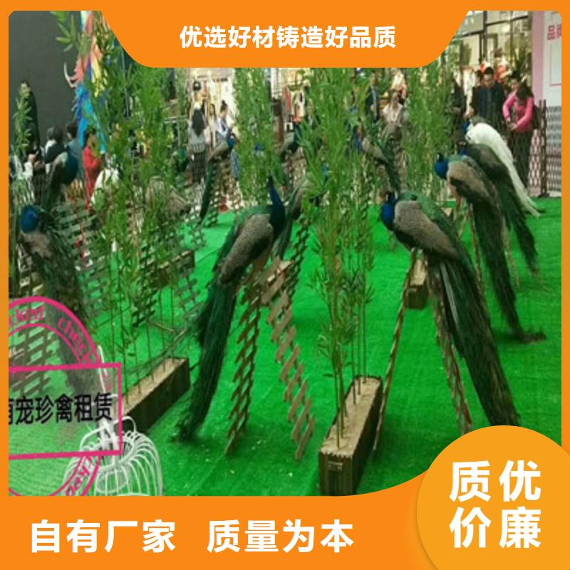 采購(gòu)萌寵必看-售后保障