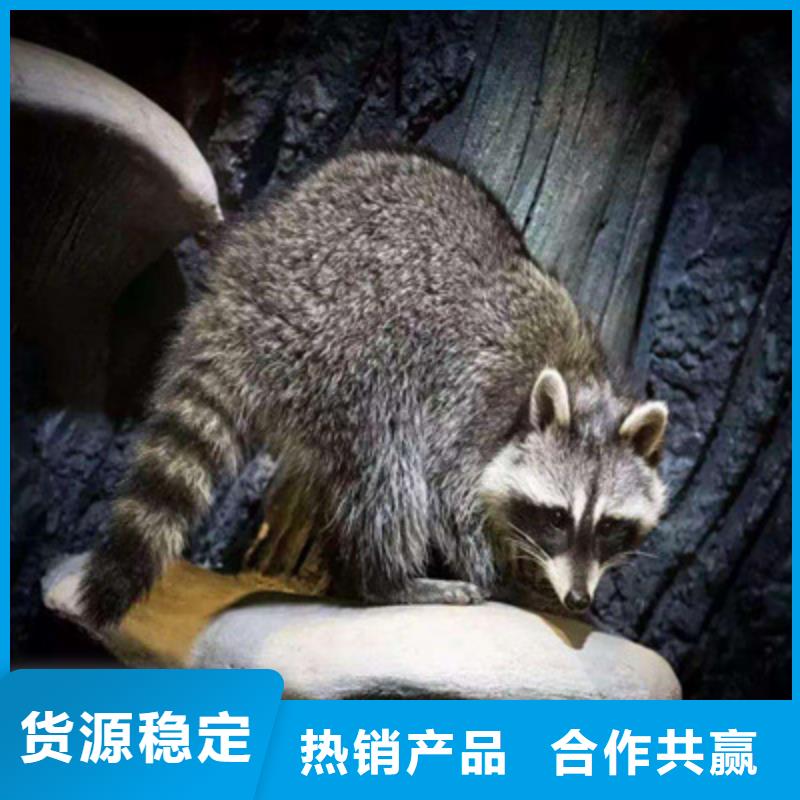 歡迎-萌寵產(chǎn)品細(xì)節(jié)