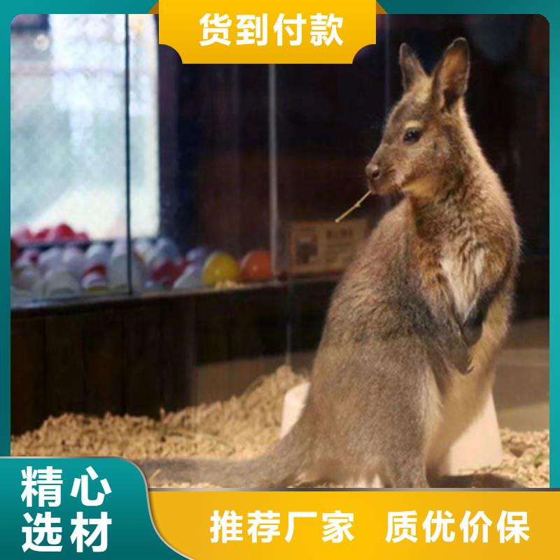 萌寵質(zhì)量靠譜支持定制批發(fā)