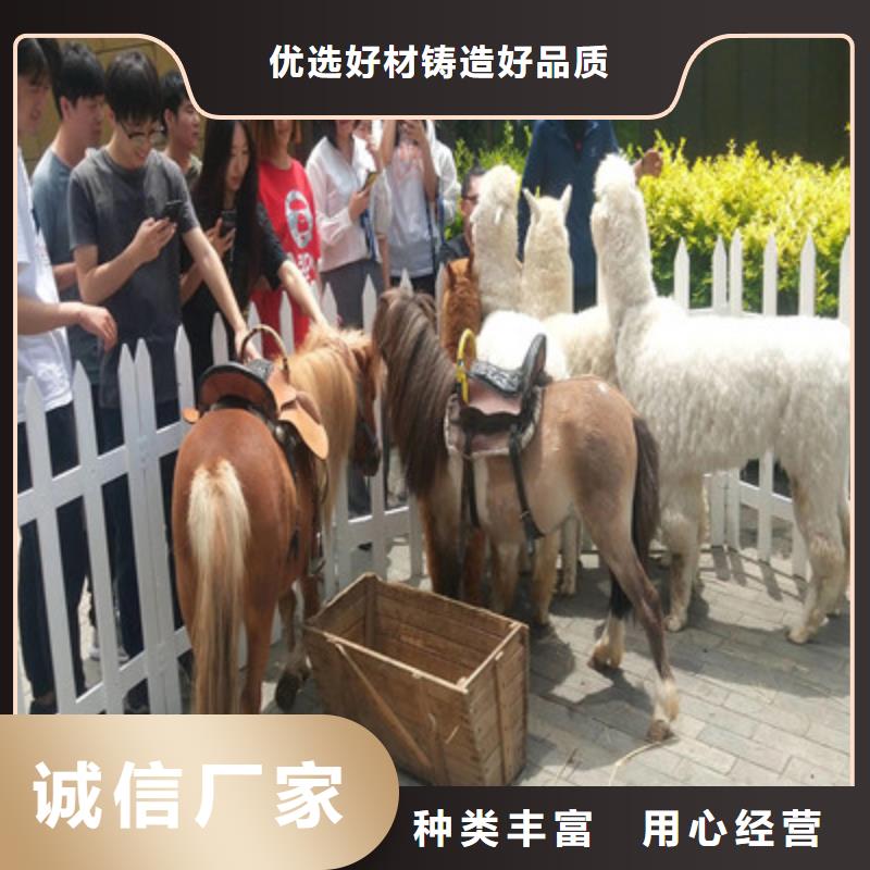 萌寵圖片實(shí)力公司