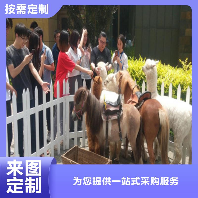 萌寵介紹本地配送