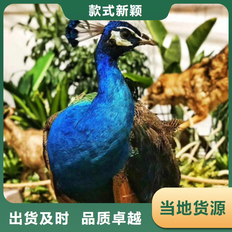 萌寵優品