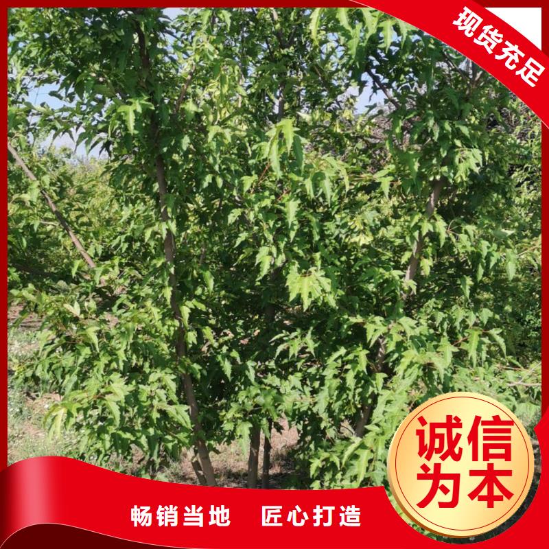 茶條槭全國送貨上門
